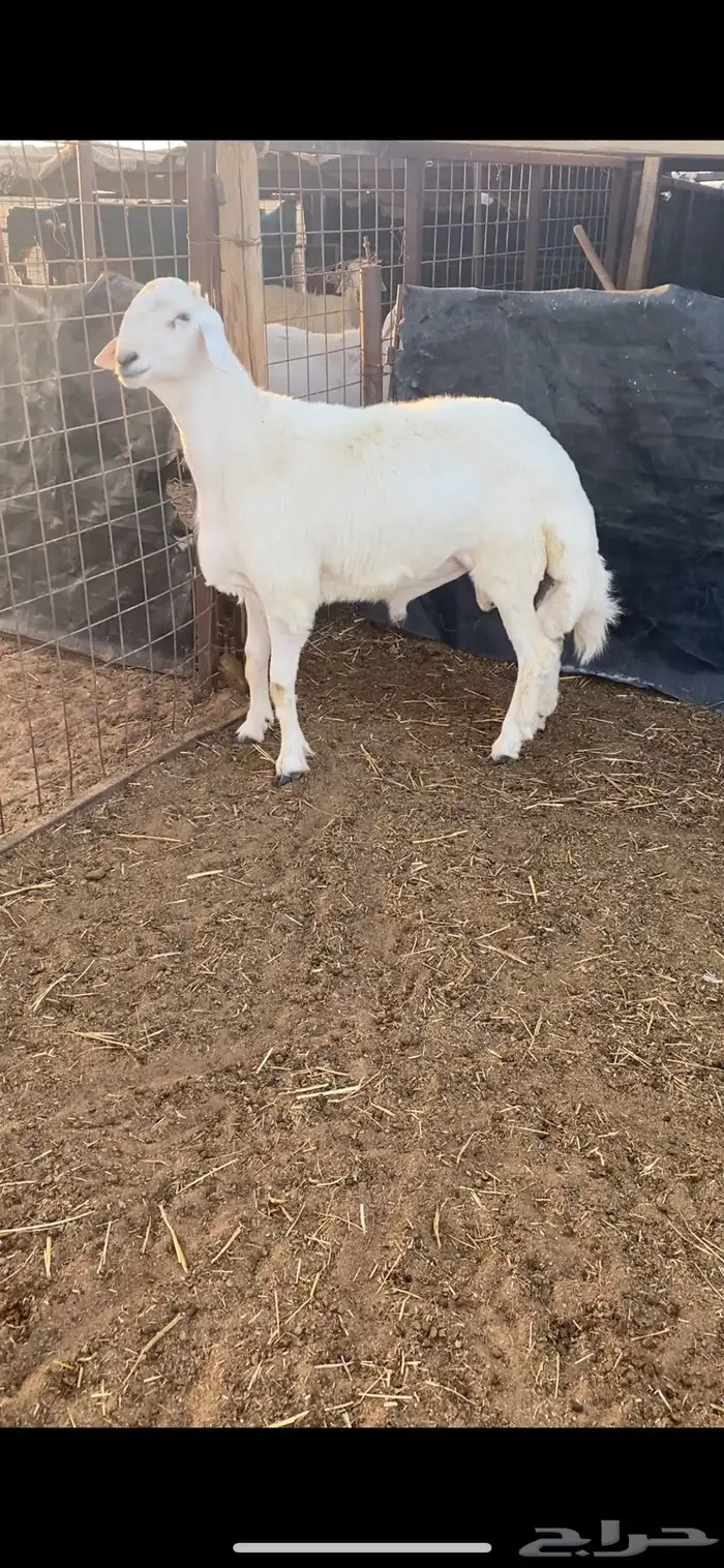 طلي حري صنف الصنف وفاخر جدا .. 4