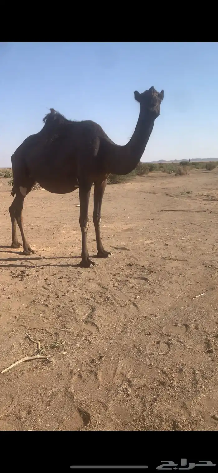 بكره ملاقي 1