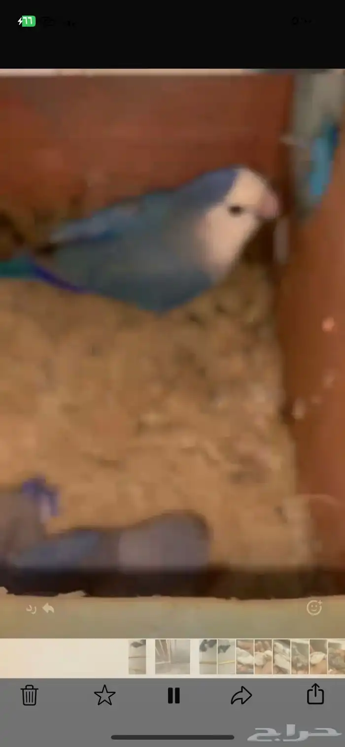 للبيع روز منتج 3