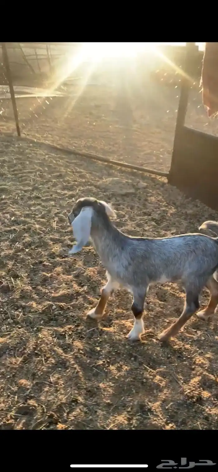 عناق للبيع 0