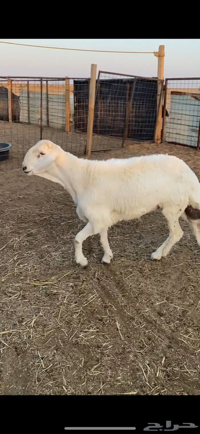 طلي حري صنف الصنف وفاخر جدا .. 0