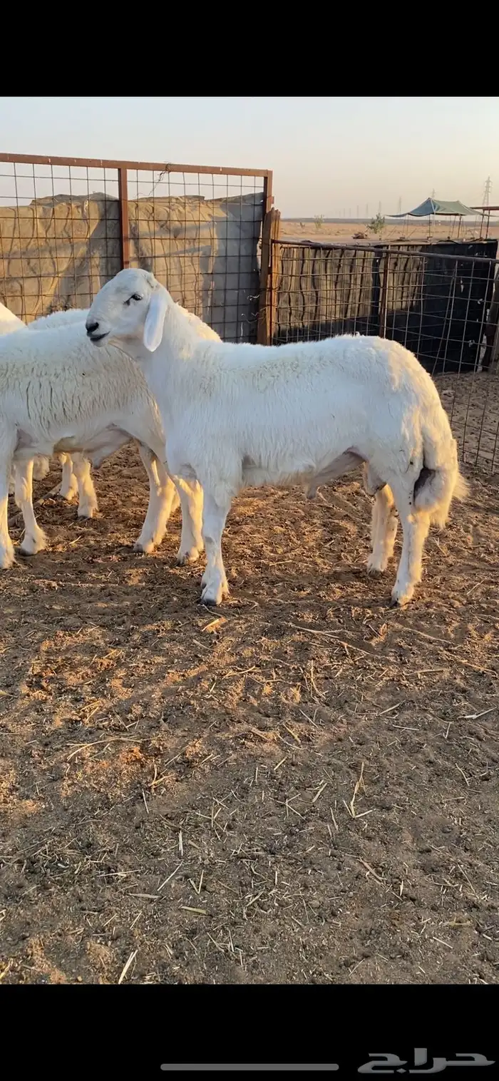 طلي حري صنف الصنف وفاخر جدا .. 6