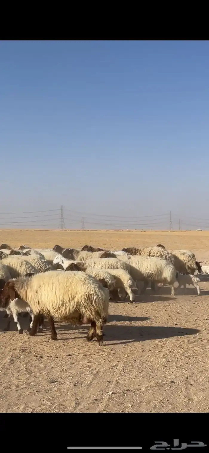 غنم نعيم مراح رغايث بفحولها 6