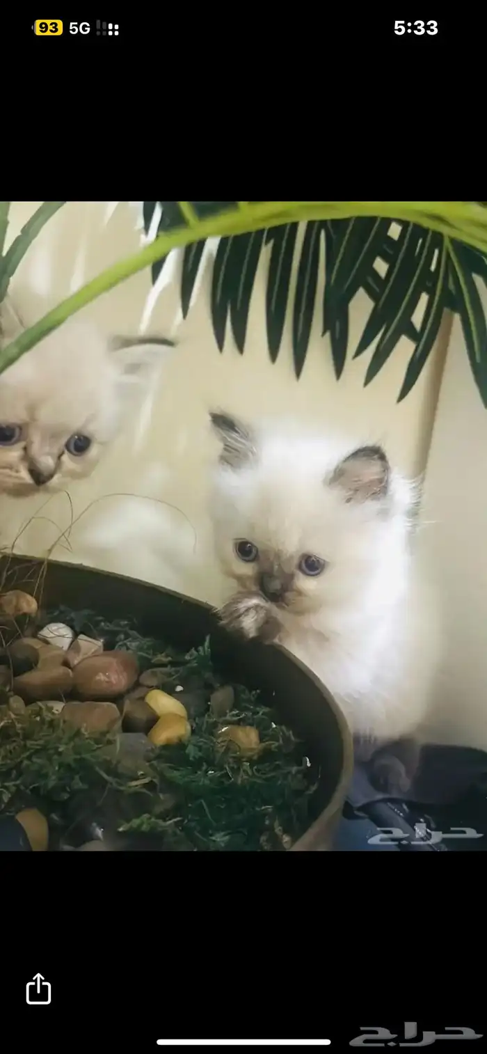 هملايا قطط بيور 0