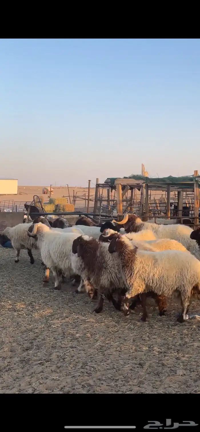 غنم نعيم مراح رغايث بفحولها 46