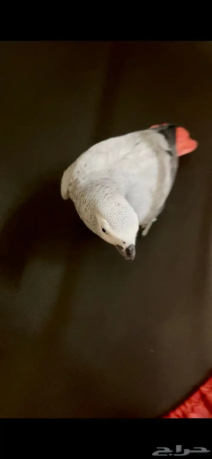 كاسكو ثلجي هدد 0