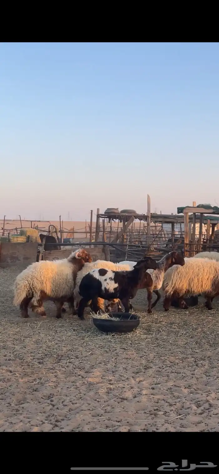 غنم نعيم مراح رغايث بفحولها 3