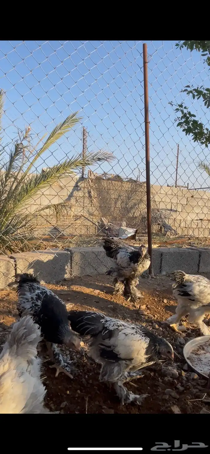 براهما 1
