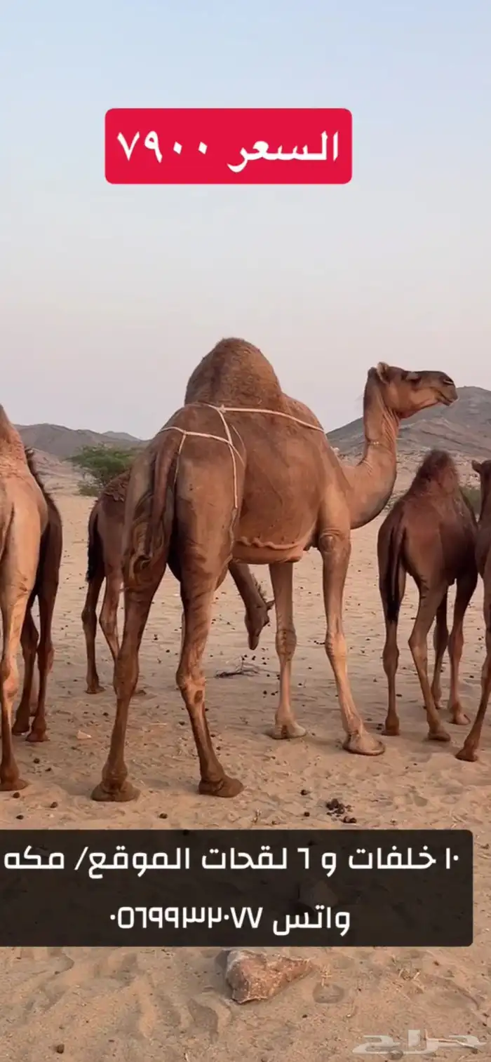 خلفات سواحل 3