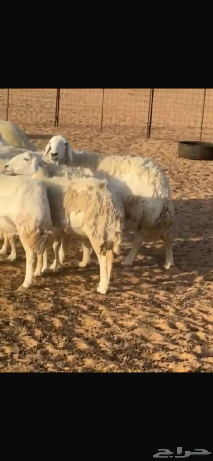 غنم حريه للبييع 1