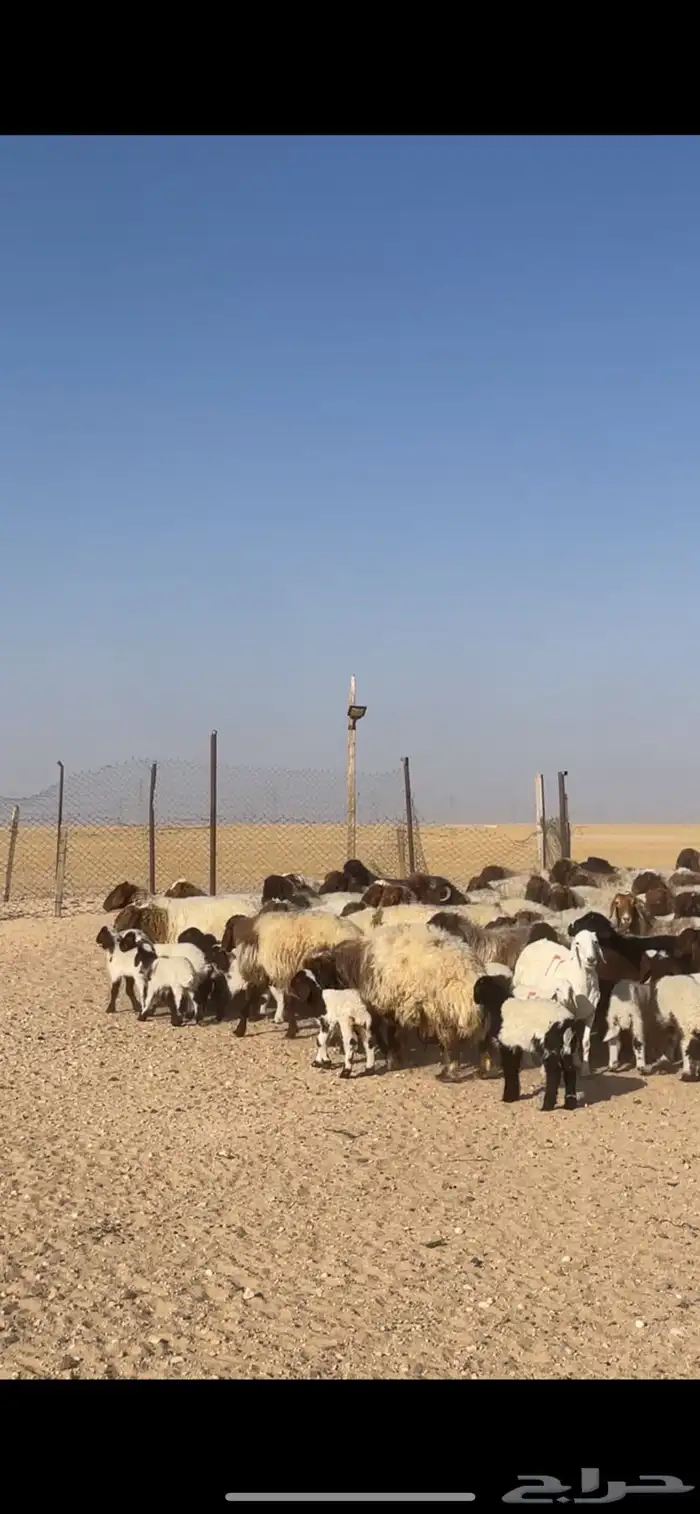 غنم نعيم مراح رغايث بفحولها 25