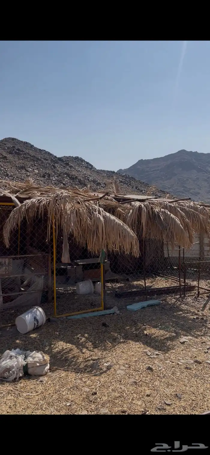 شبوك للبيع 0