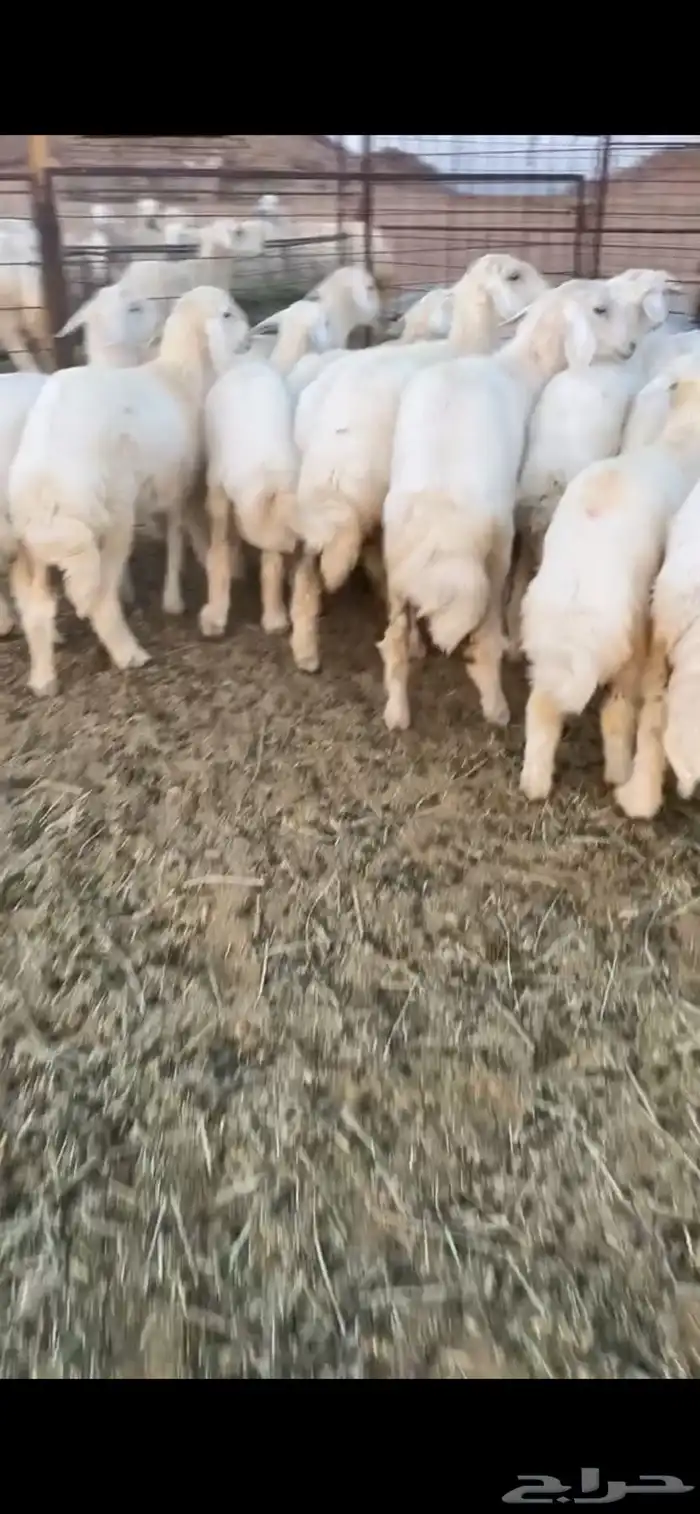 رخال مقاني كفو 0