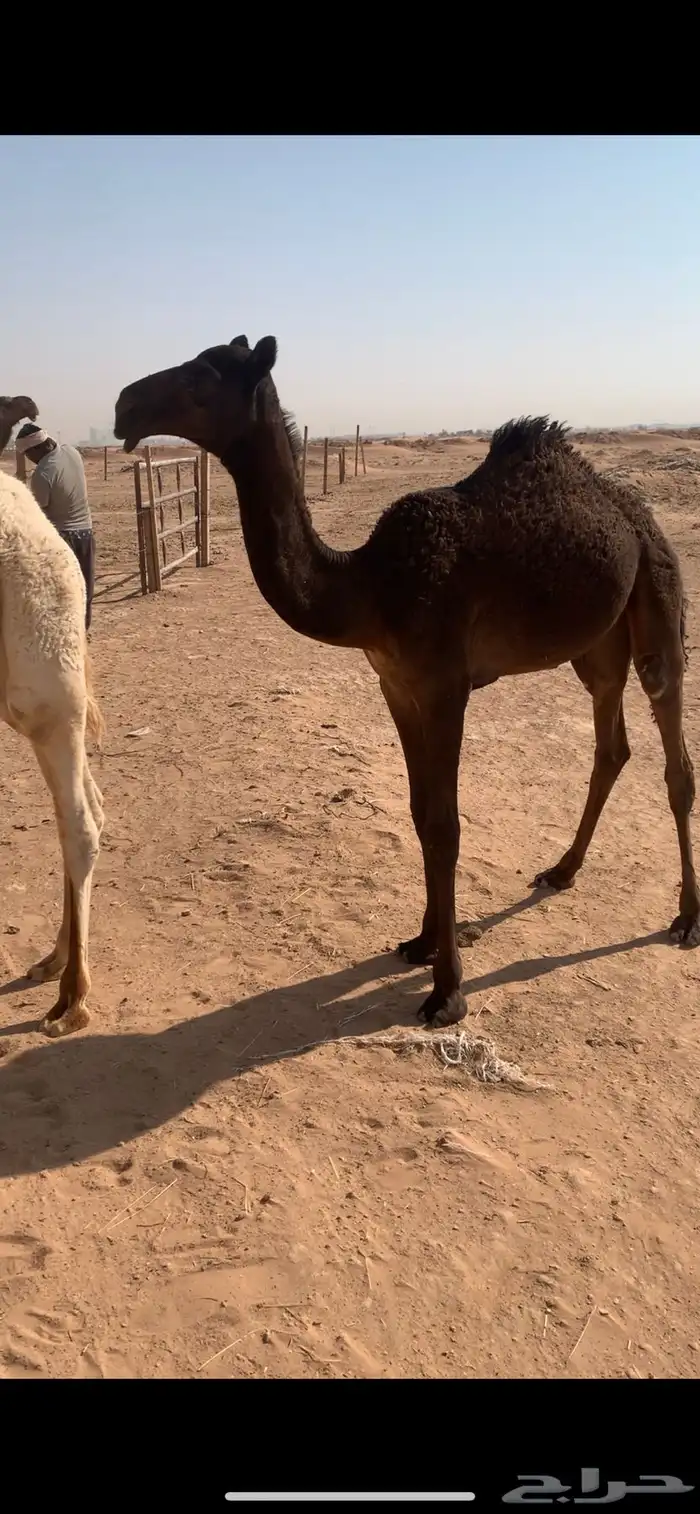 حواره على الوافي 5