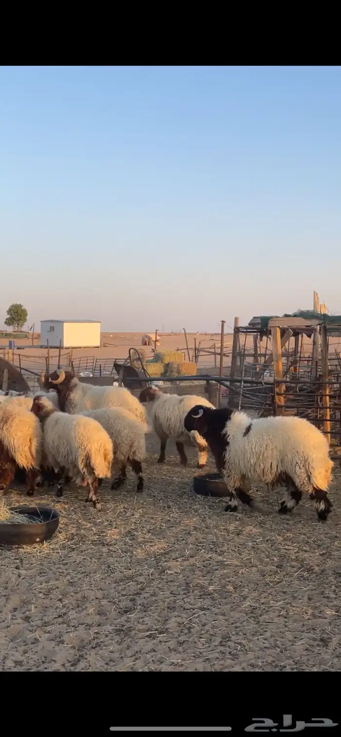 غنم نعيم مراح رغايث بفحولها 0