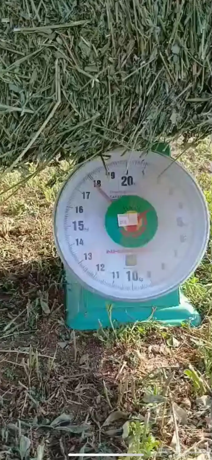 برسيم صافي وشد طيب -شقراء 2