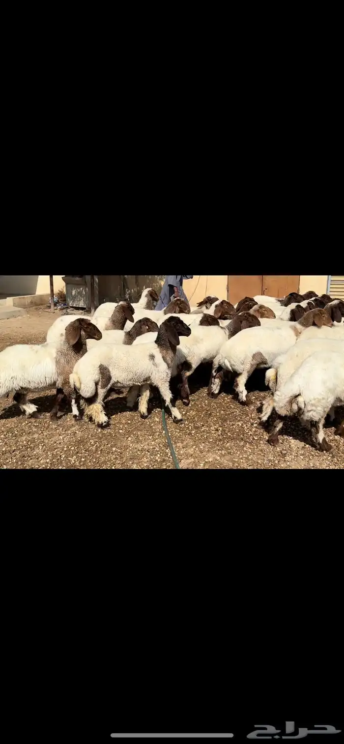 جذعات غنم نعيم 2