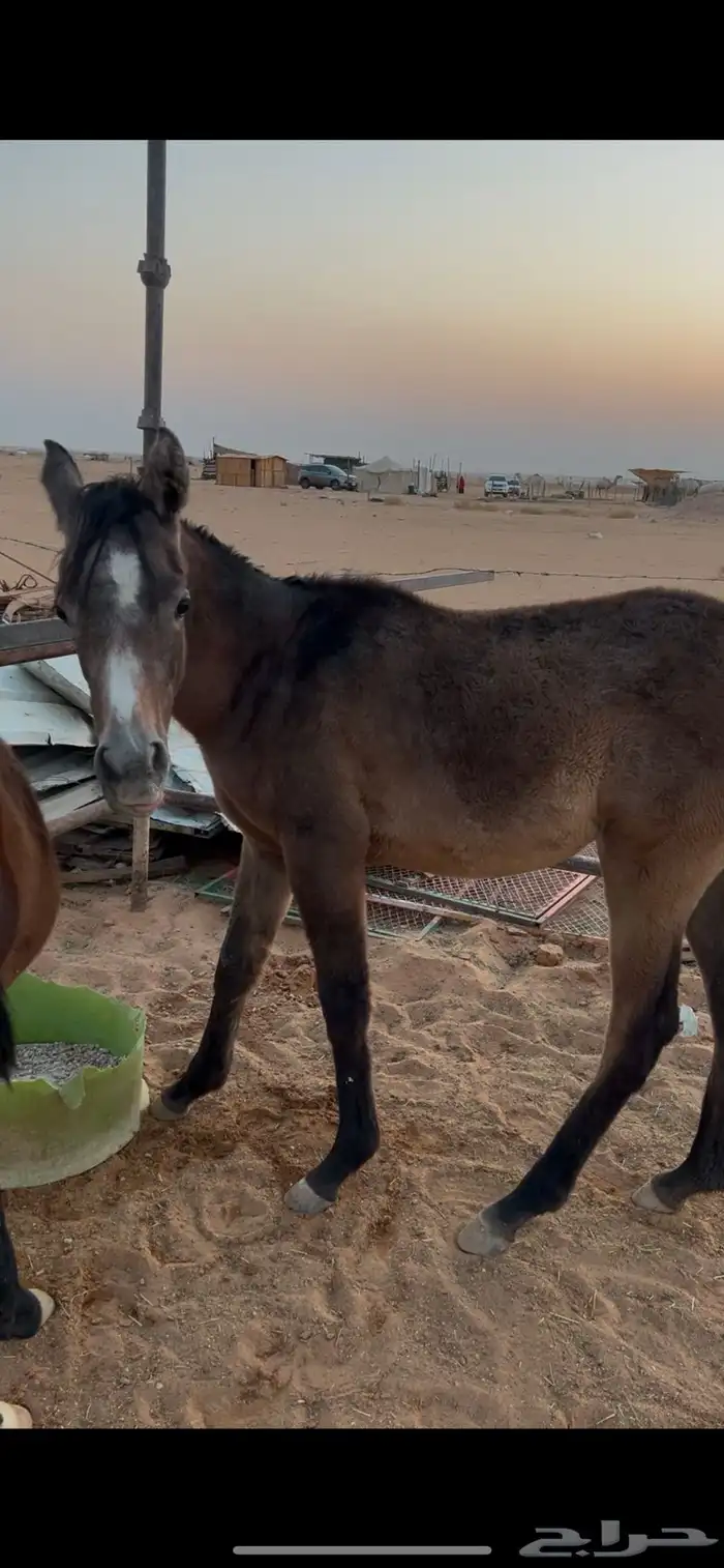 مهره شعبيه دهما 1