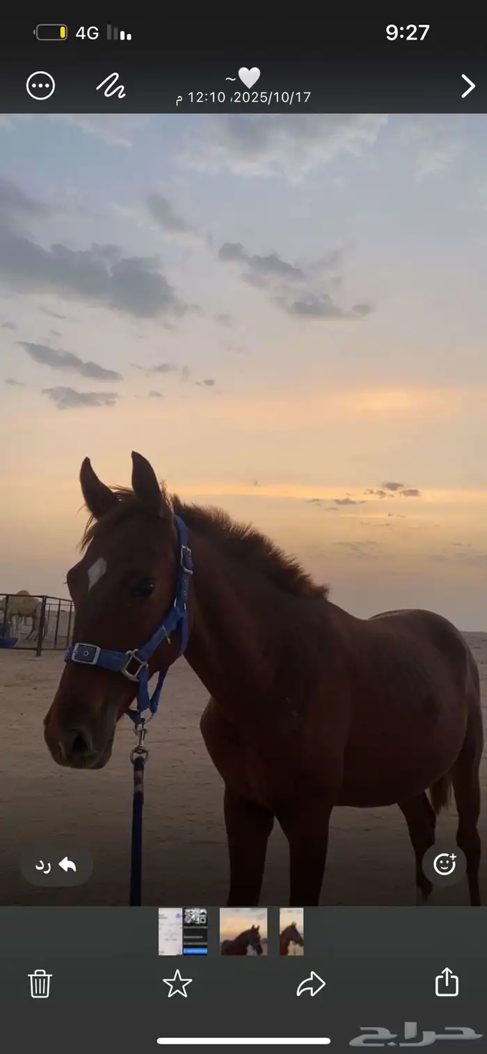 حصان للبيع 1