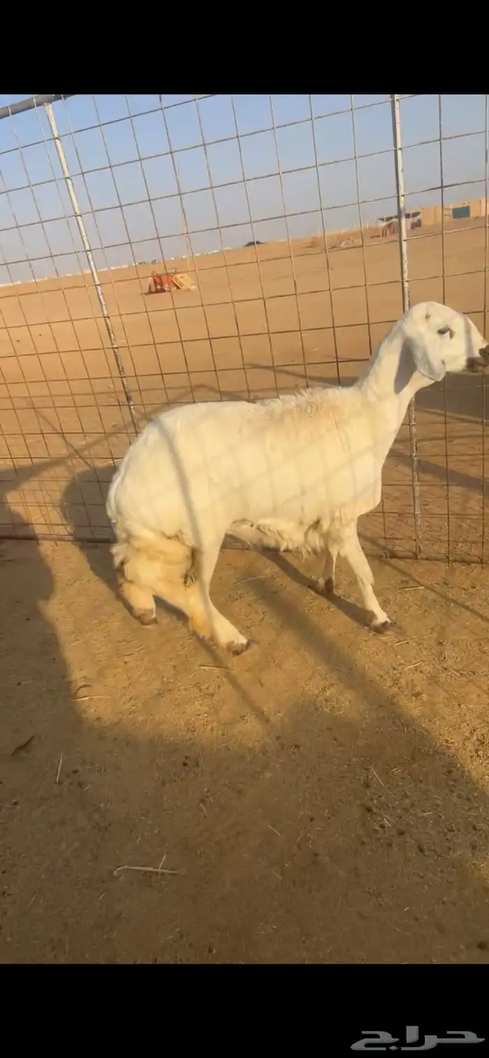 رخل جذعه حريه 0