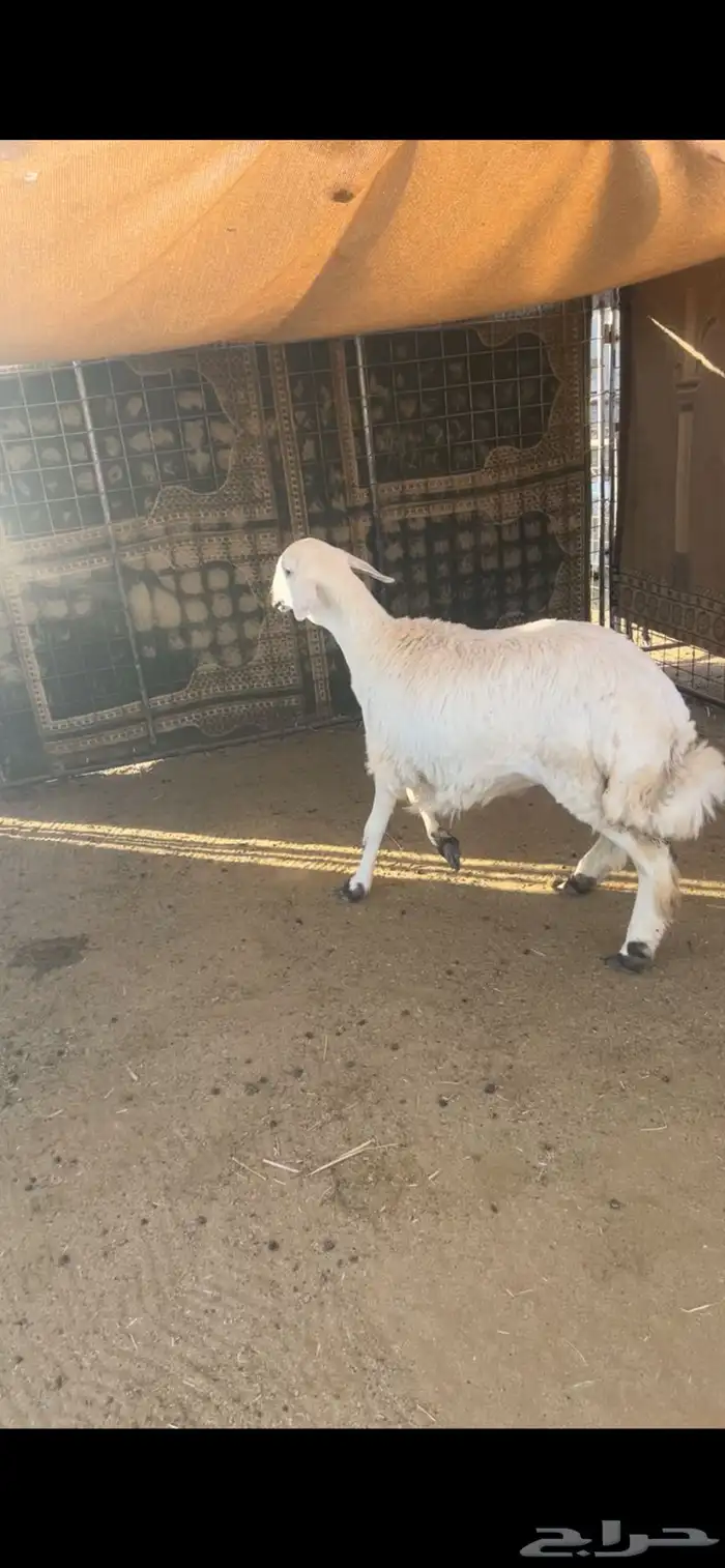 رخل جذعه حريه 1