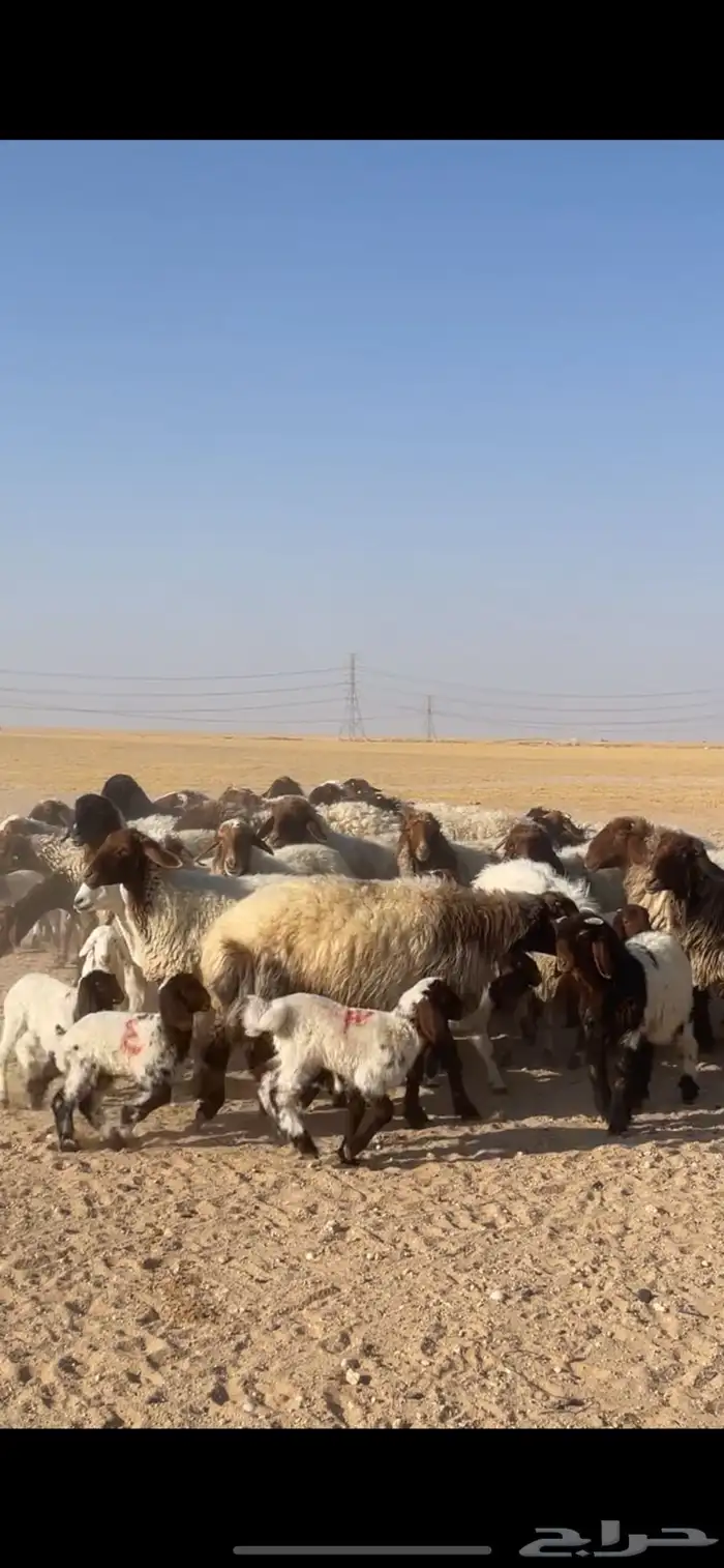 غنم نعيم مراح رغايث بفحولها 24