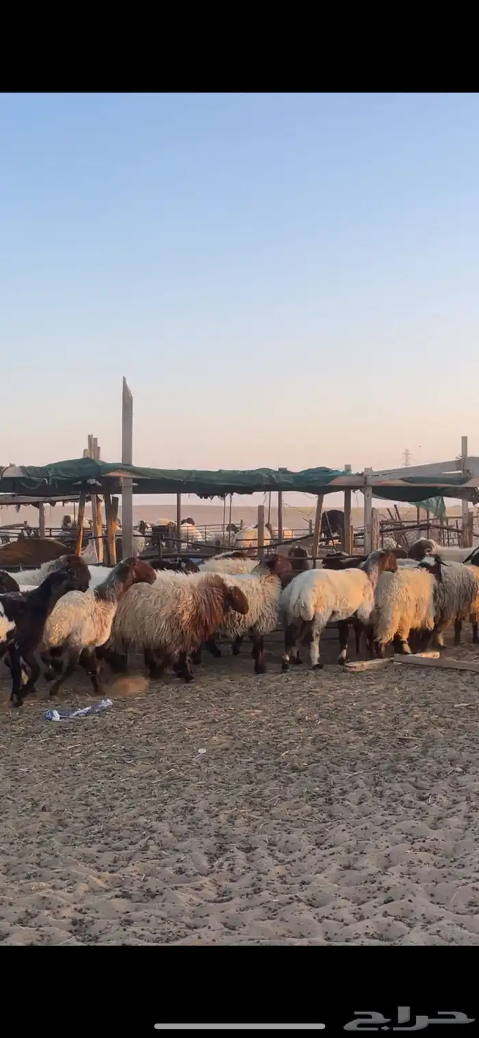 غنم نعيم مراح رغايث بفحولها 4