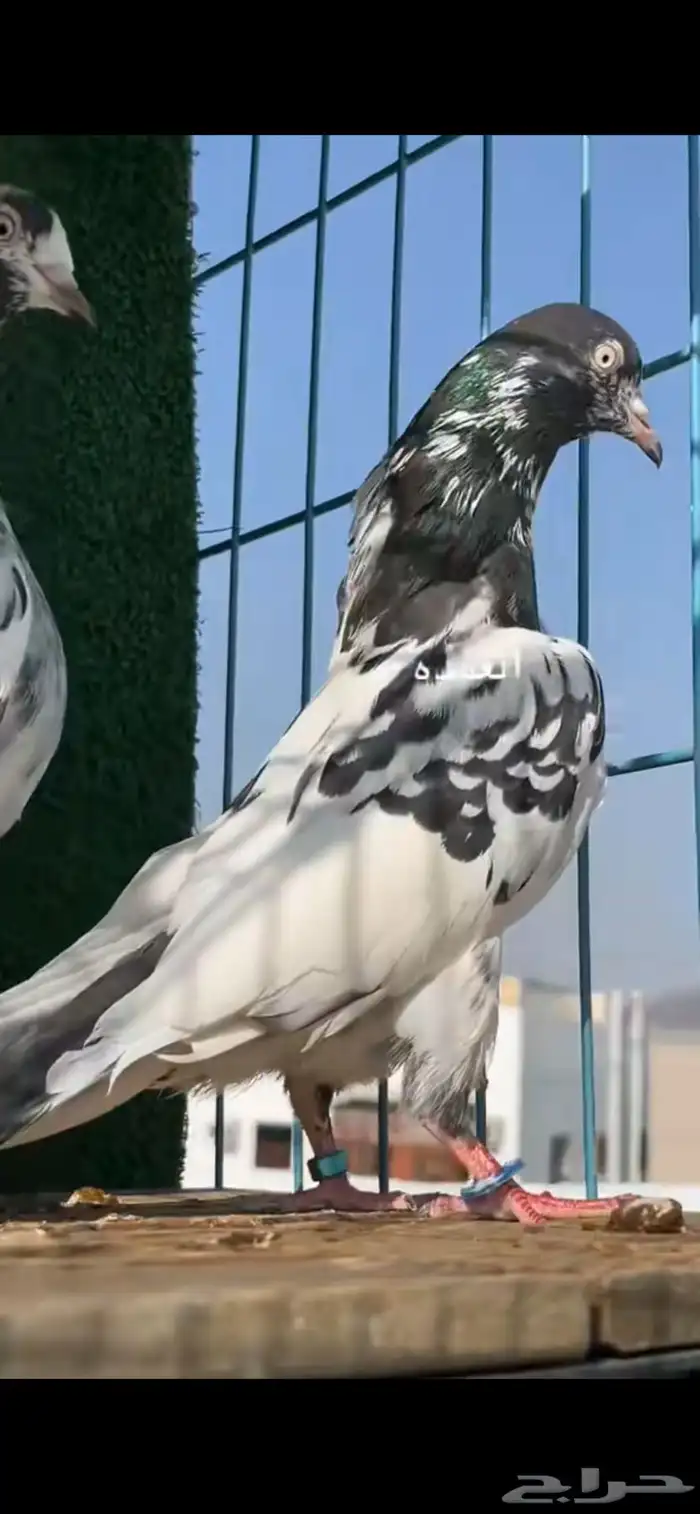 حمام باكستاني 5