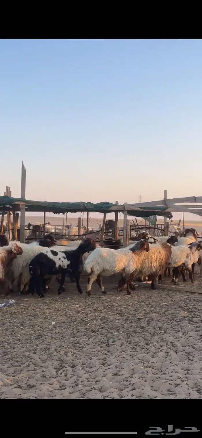 غنم نعيم مراح رغايث بفحولها 39