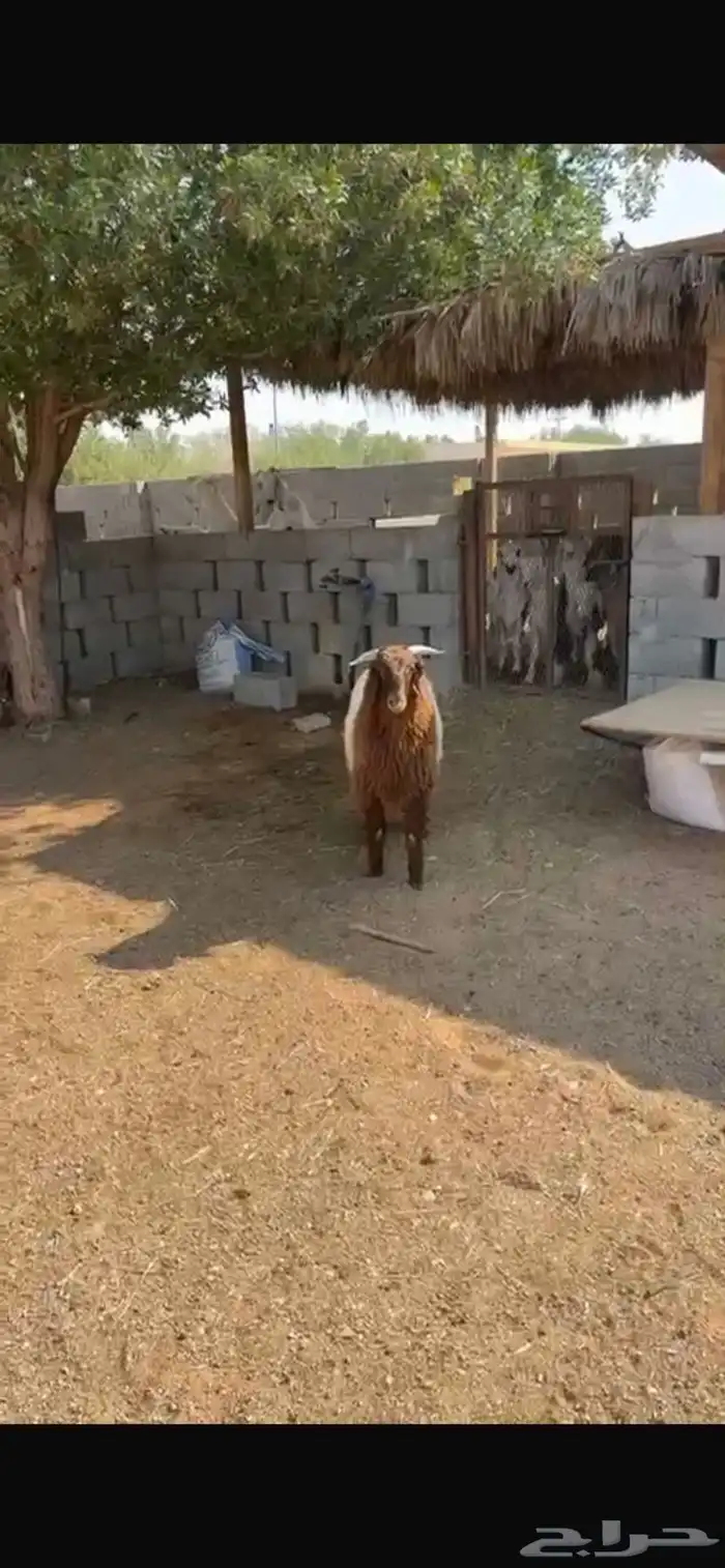 نعيمي فاخر 2