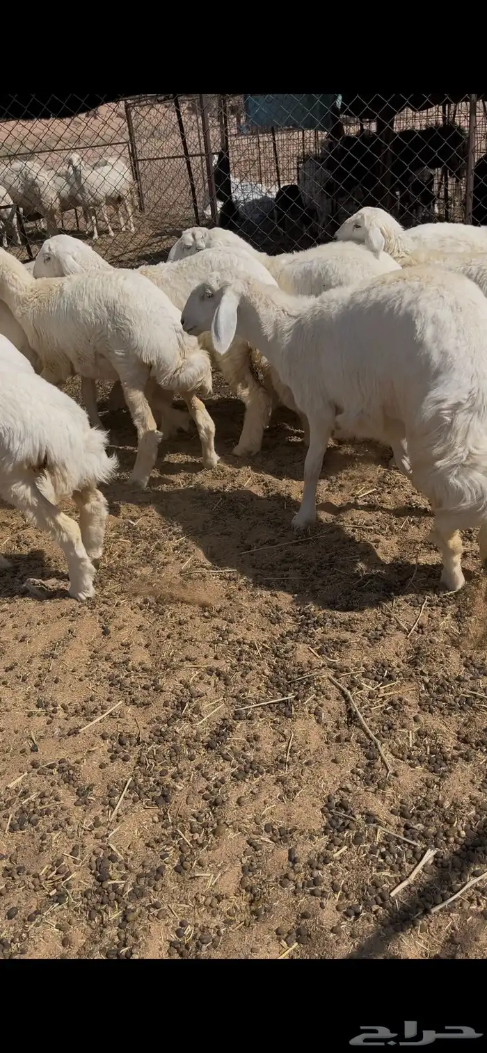 رخال مقاني كفو 9