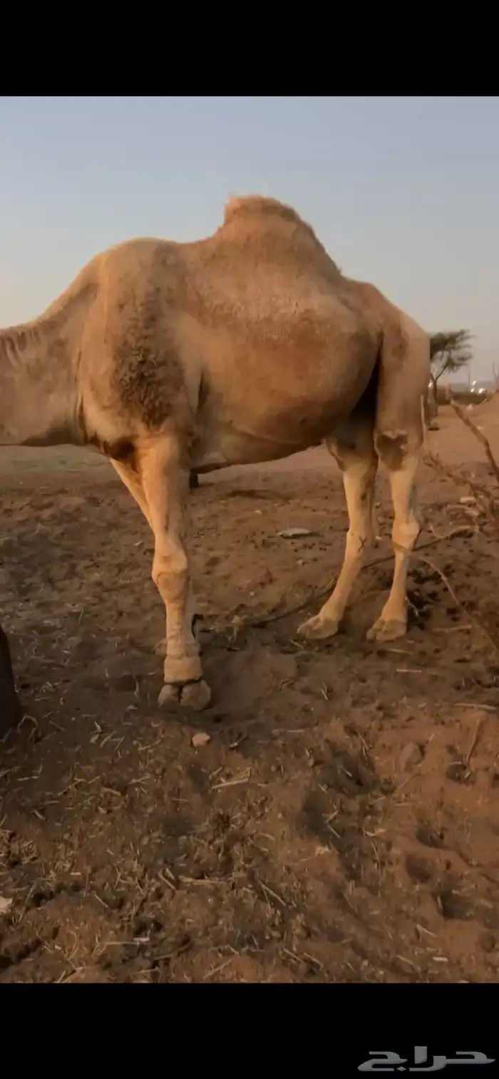 زمول للبيع 4