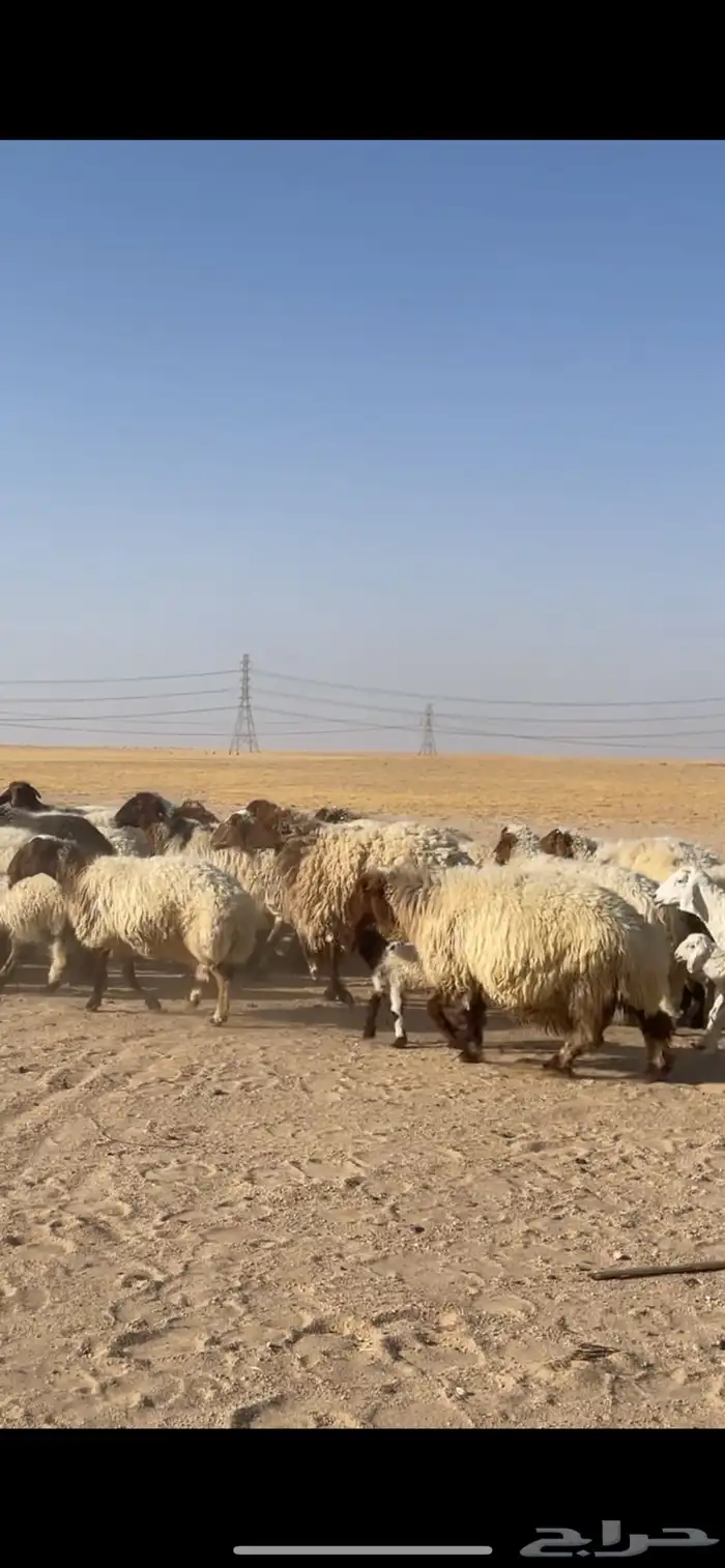 غنم نعيم مراح رغايث بفحولها 33