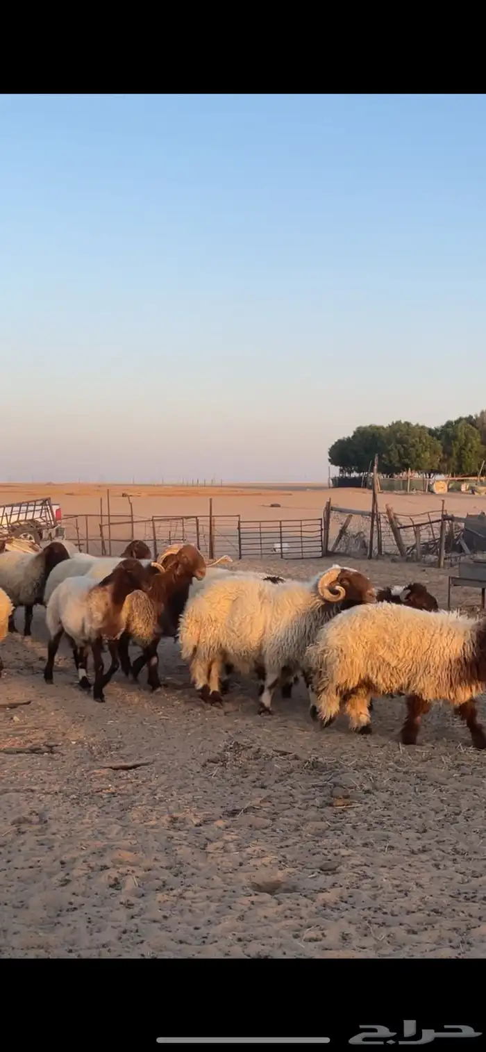 غنم نعيم مراح رغايث بفحولها 40