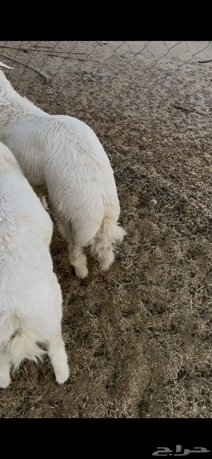 طليان للبيع 5