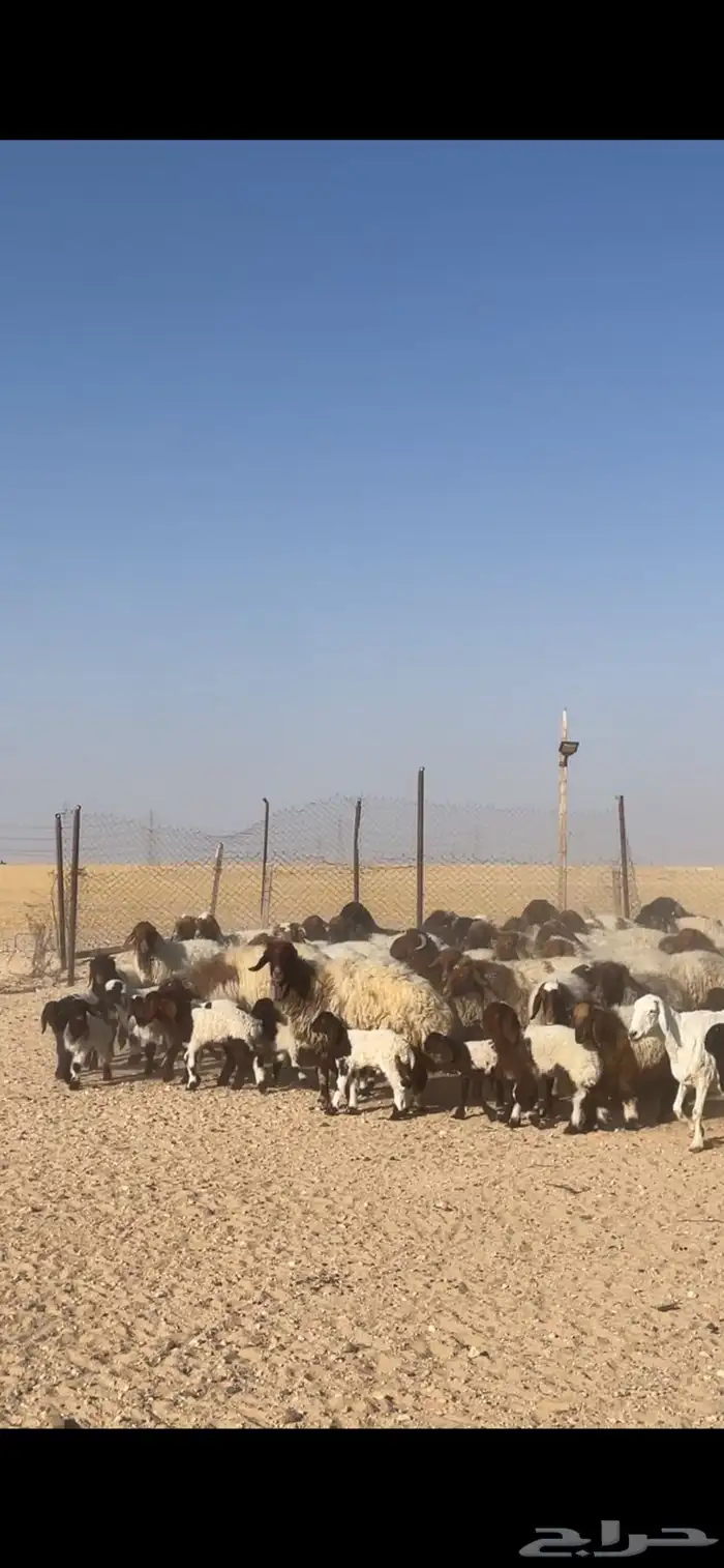 غنم نعيم مراح رغايث بفحولها 27