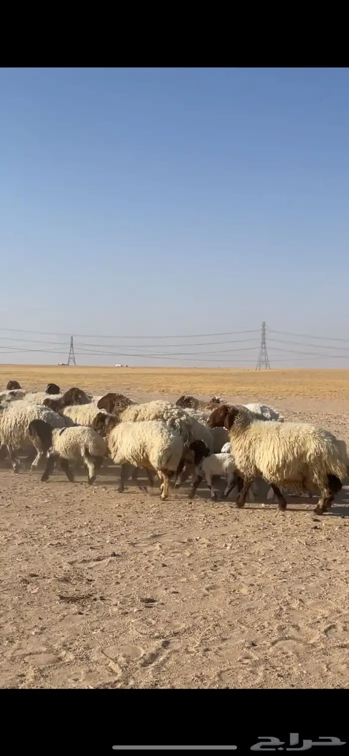 غنم نعيم مراح رغايث بفحولها 12