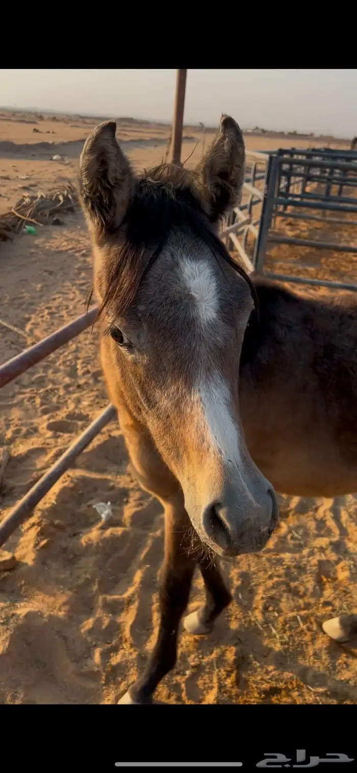 مهره شعبيه دهما 2