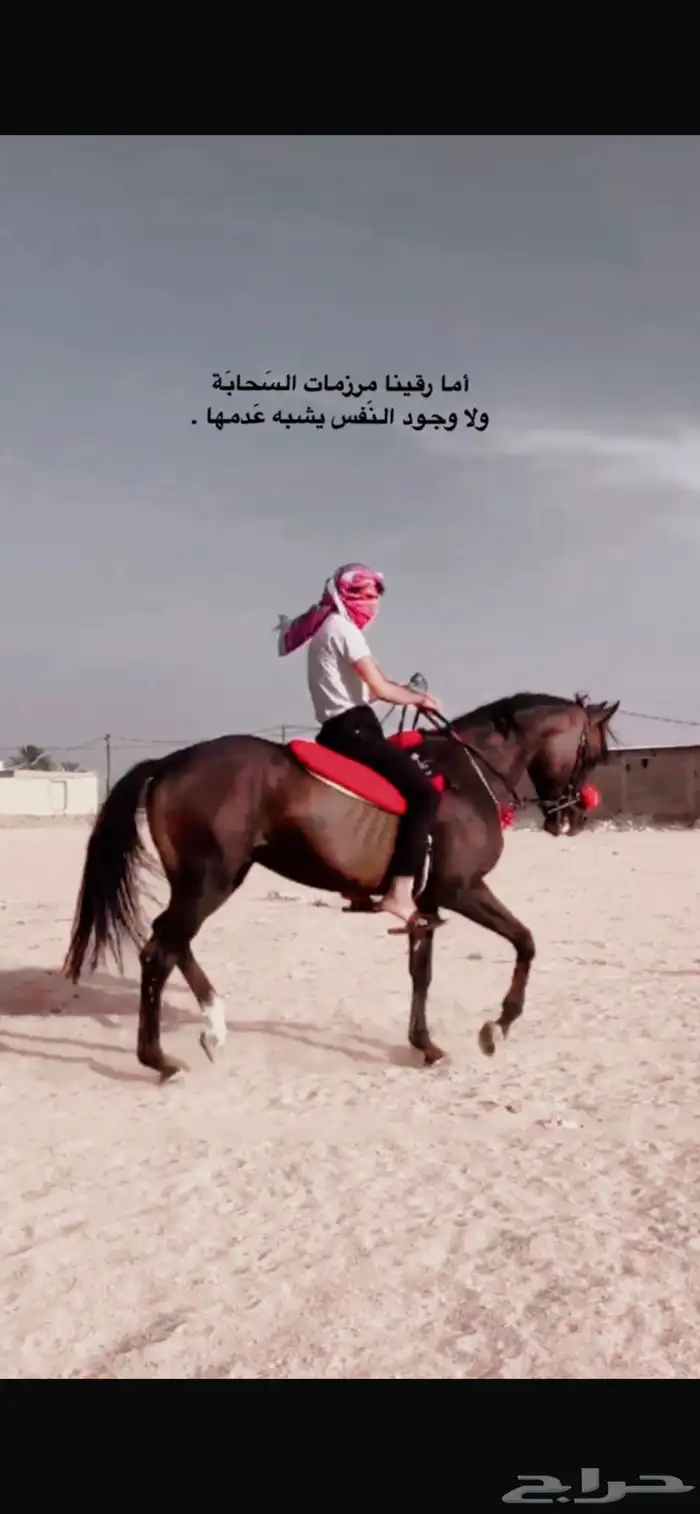 حصان سباق شعبي 3