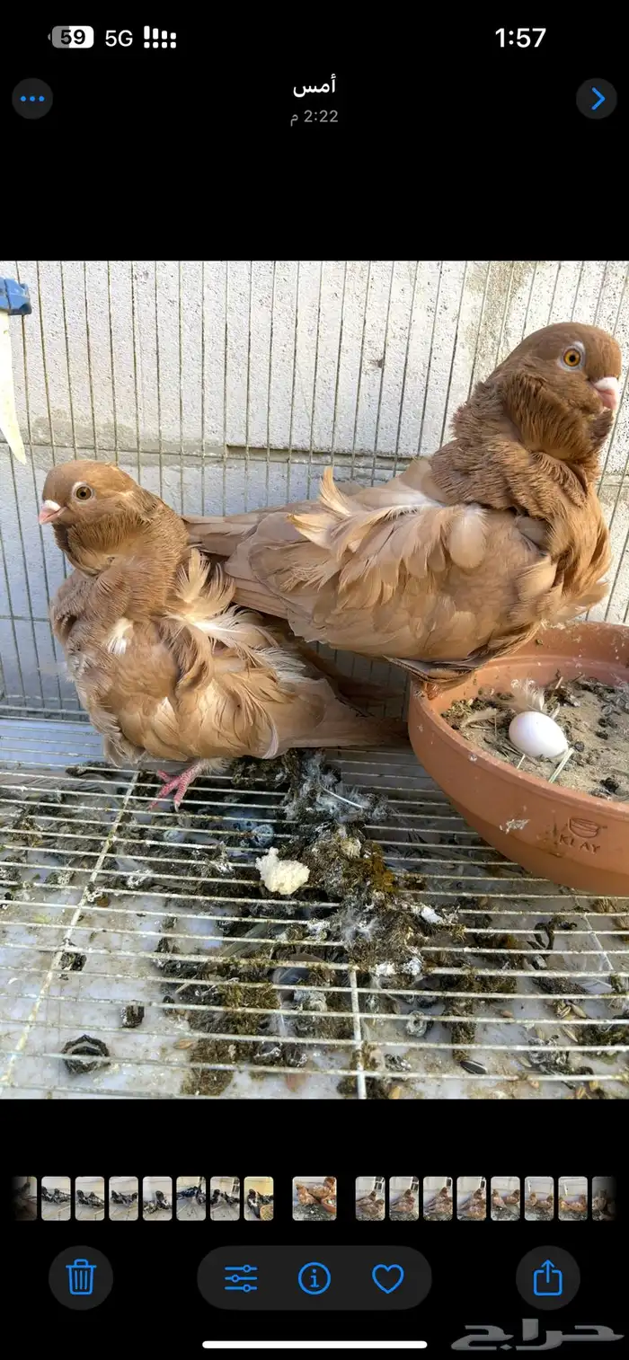 جوزين كشكي 0