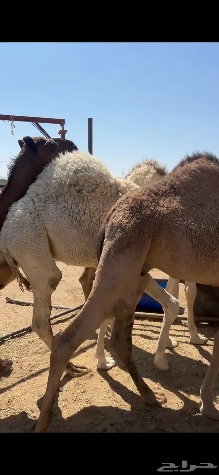 حشوان مناسبات ومبادي 1