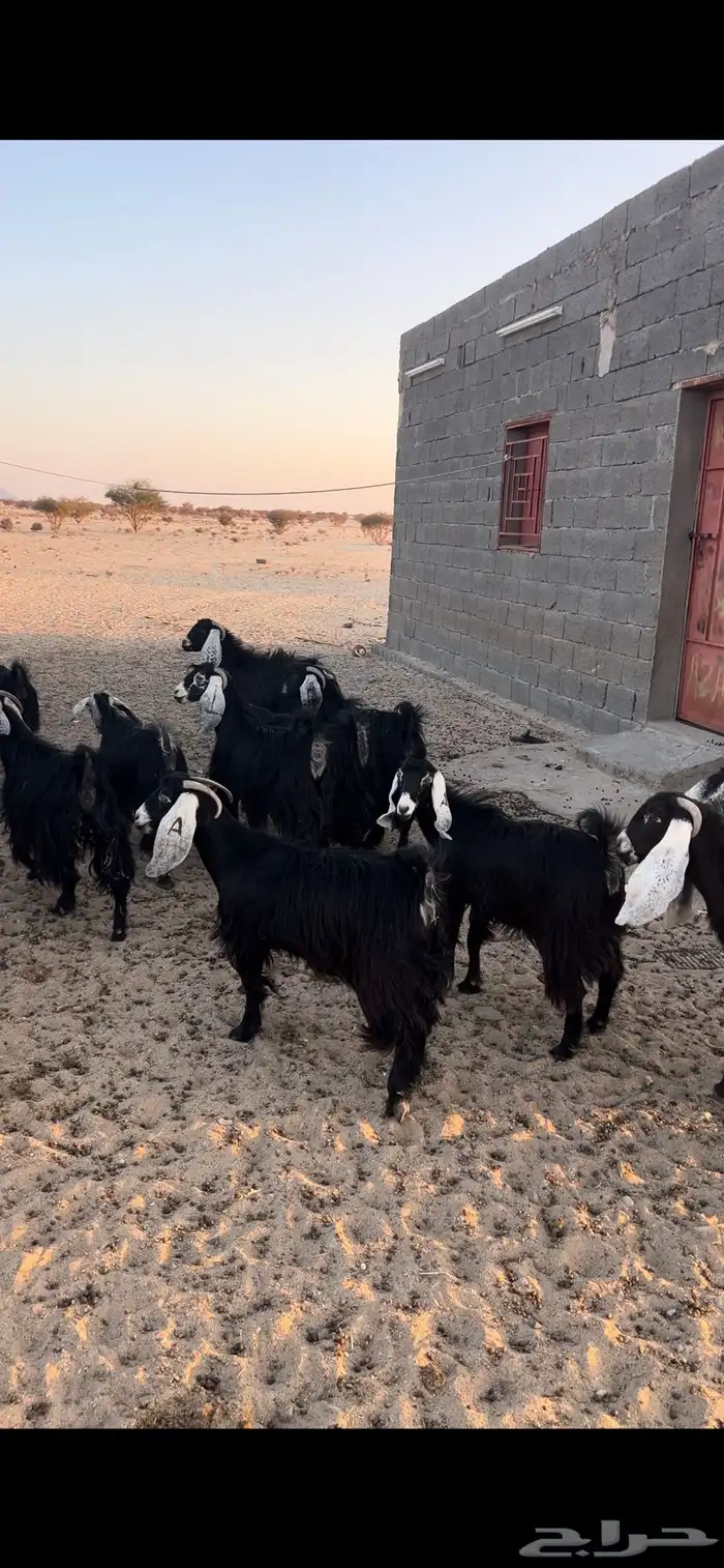 معزا للبيع 7