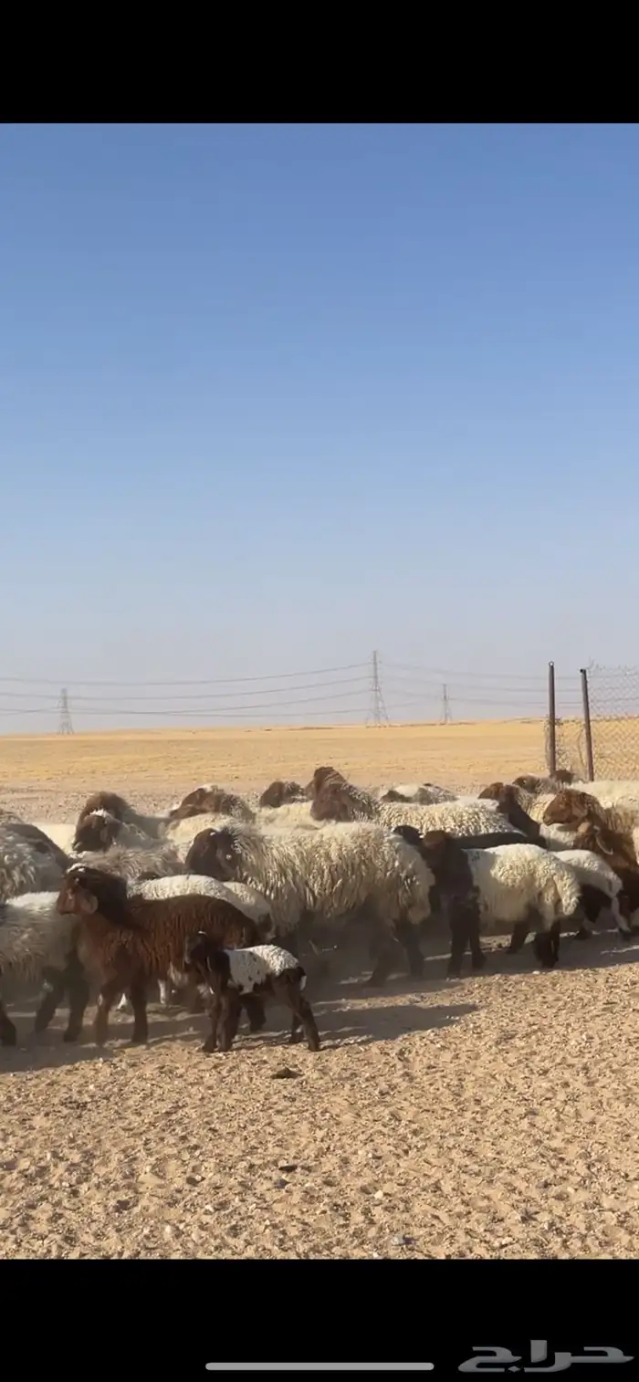 غنم نعيم مراح رغايث بفحولها 17