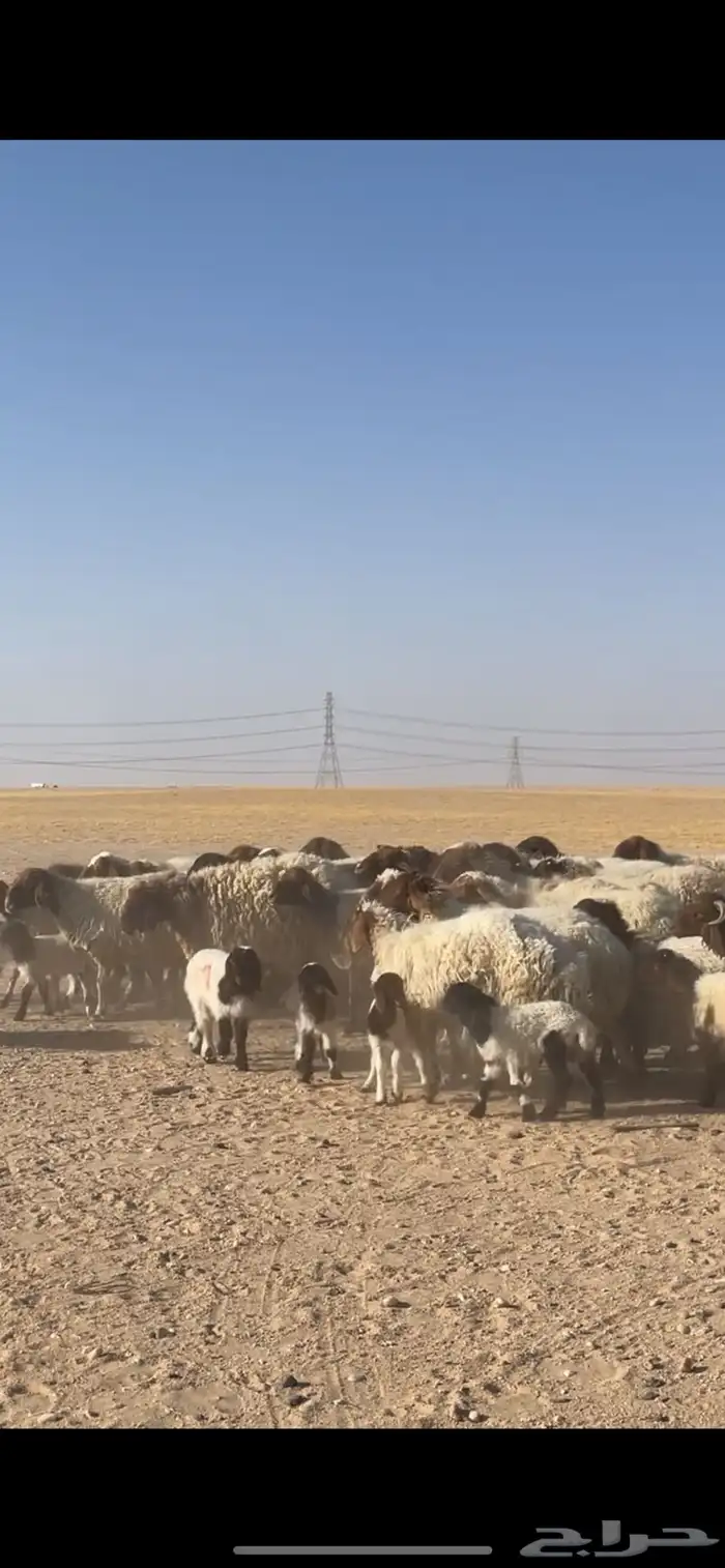 غنم نعيم مراح رغايث بفحولها 20