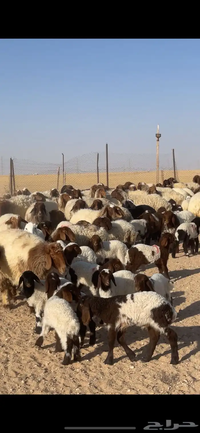 غنم نعيم مراح رغايث بفحولها 32