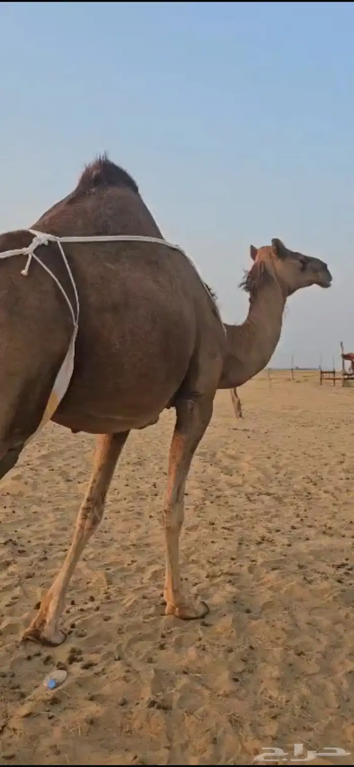 خلفه ساحليه كفو 2
