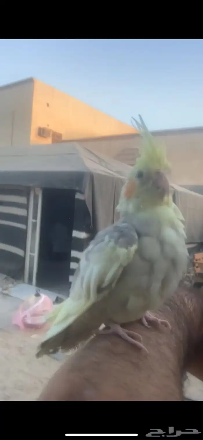 طير مفقود 0