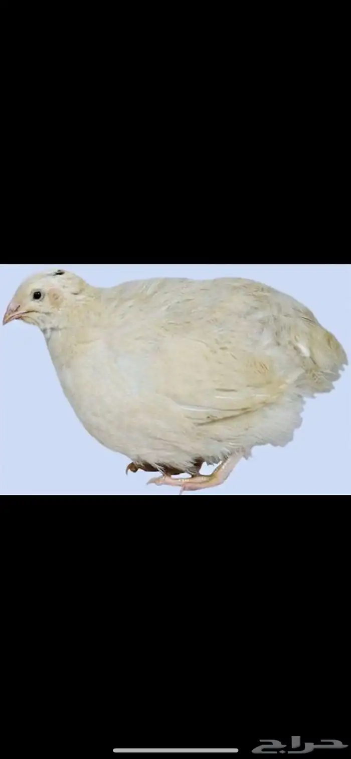 سمان تكسااس بيوور 1