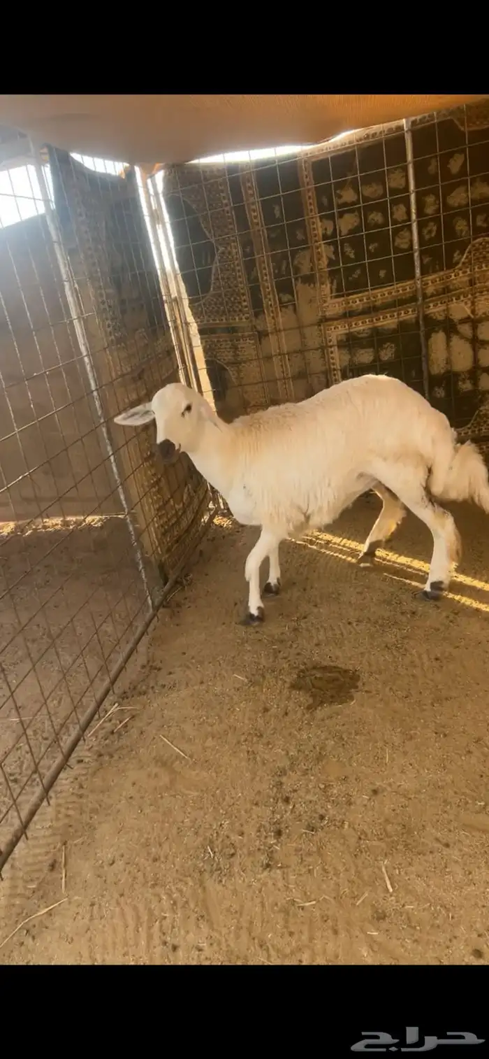 رخل جذعه حريه 3