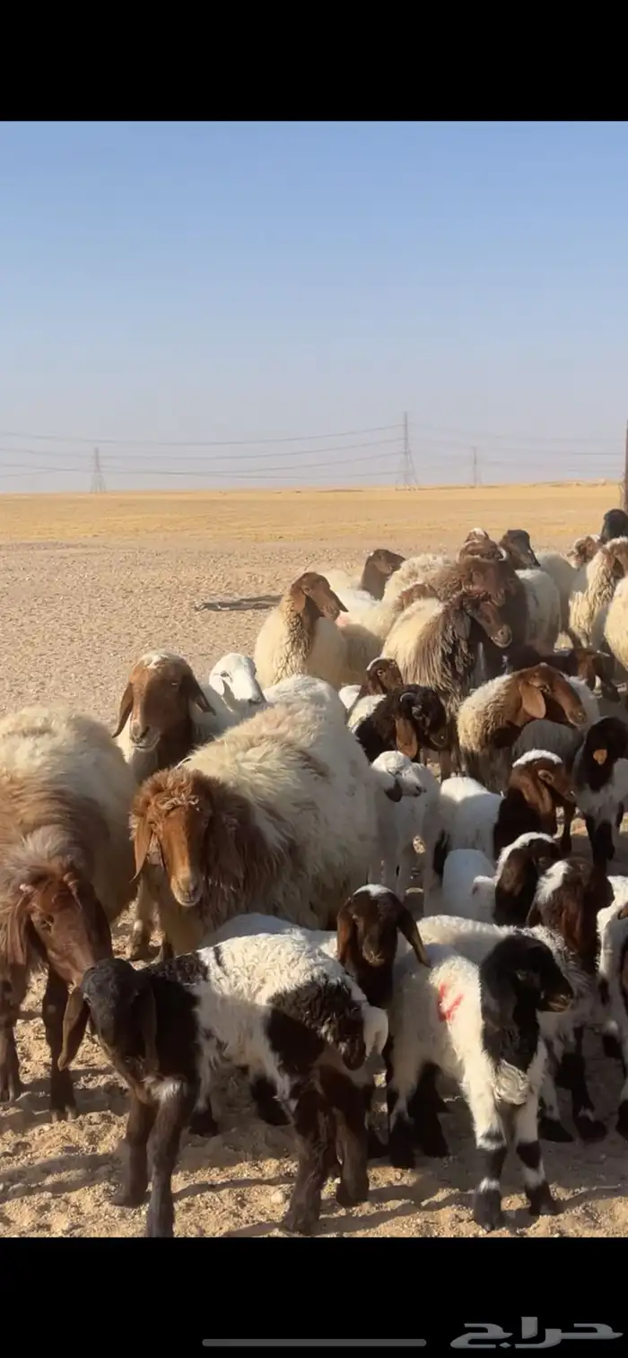 غنم نعيم مراح رغايث بفحولها 15